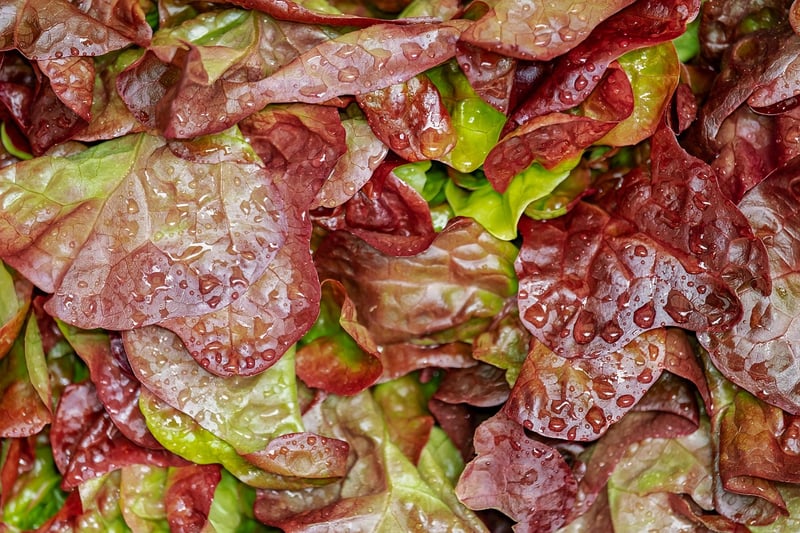 Fusion Salad